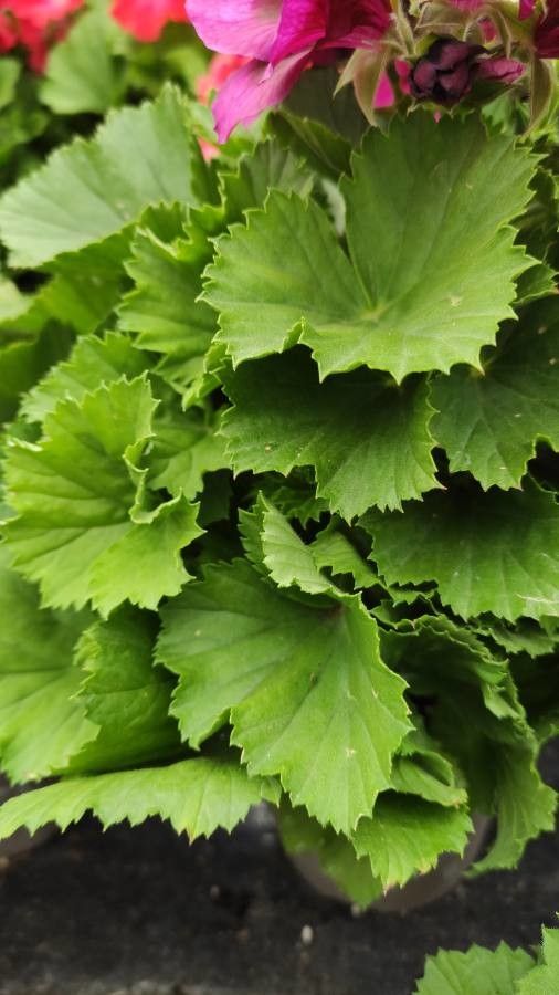 Pelargonium x hybridum leaf