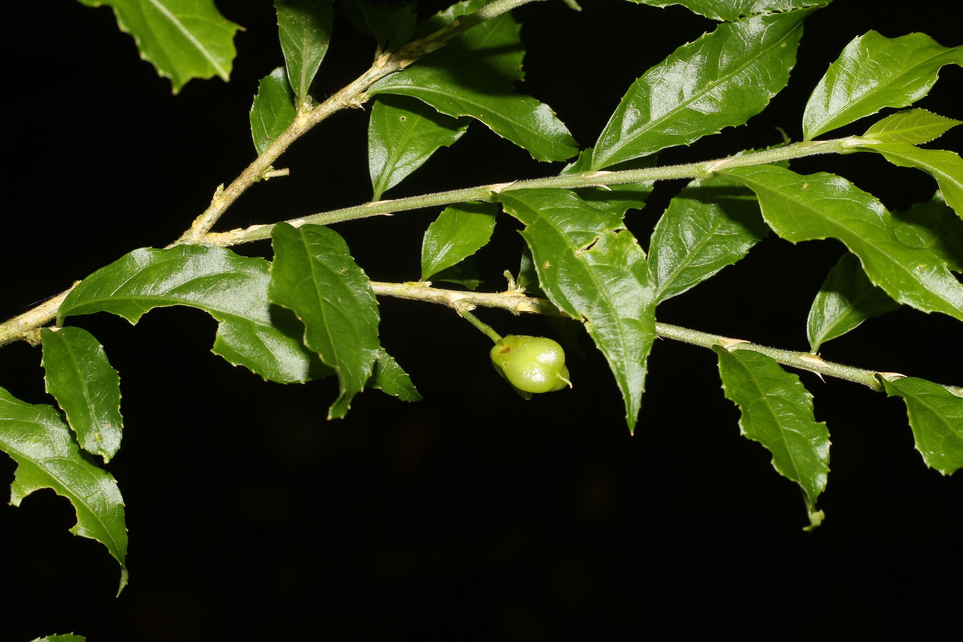 Hybanthus guanacastensis fruit