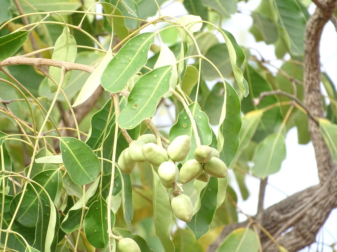 Spondias mombin — search result for 'Anacardiaceae'