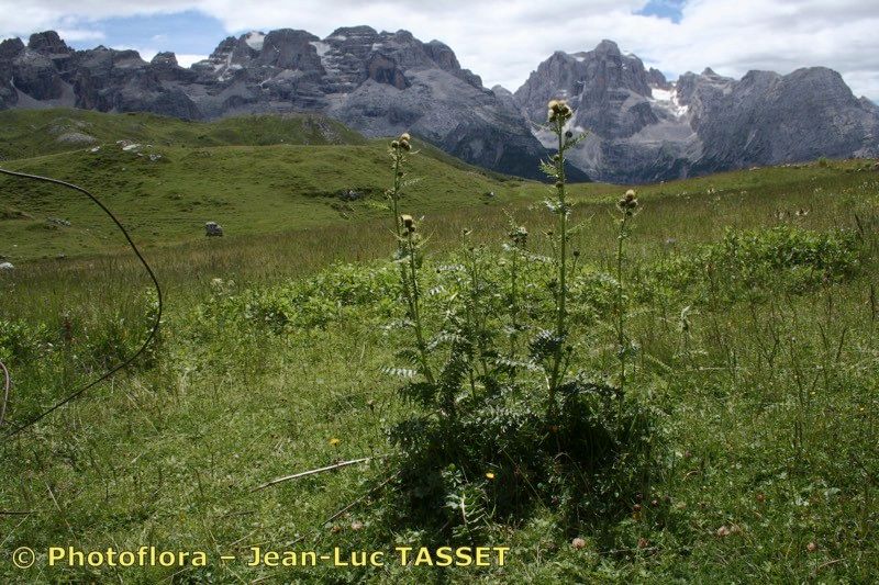 Cirsium x flavescens habit