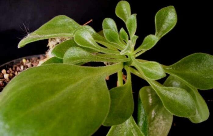 Tylecodon ellaphieae leaf