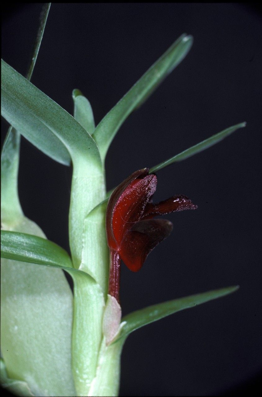 Maxillaria ponerantha — search result for 'Maxillaria'