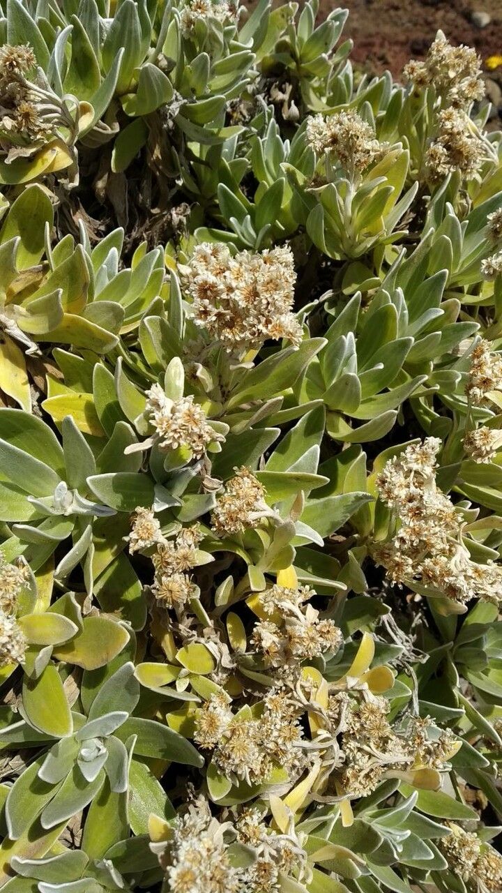 Helichrysum obconicum flower