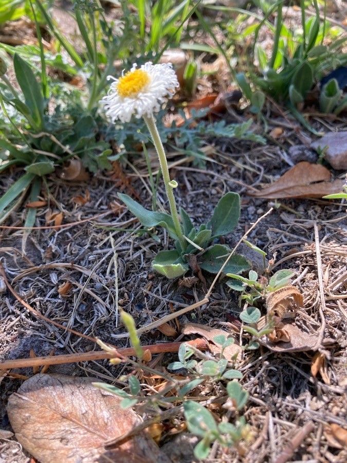 Erigeron pubescens — search result for 'Erigeron'