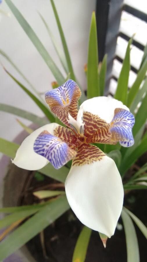 Neomarica gracilis flower