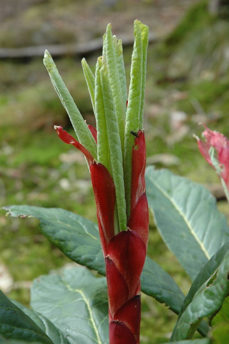 Rhododendron protistum — houseplant care guide