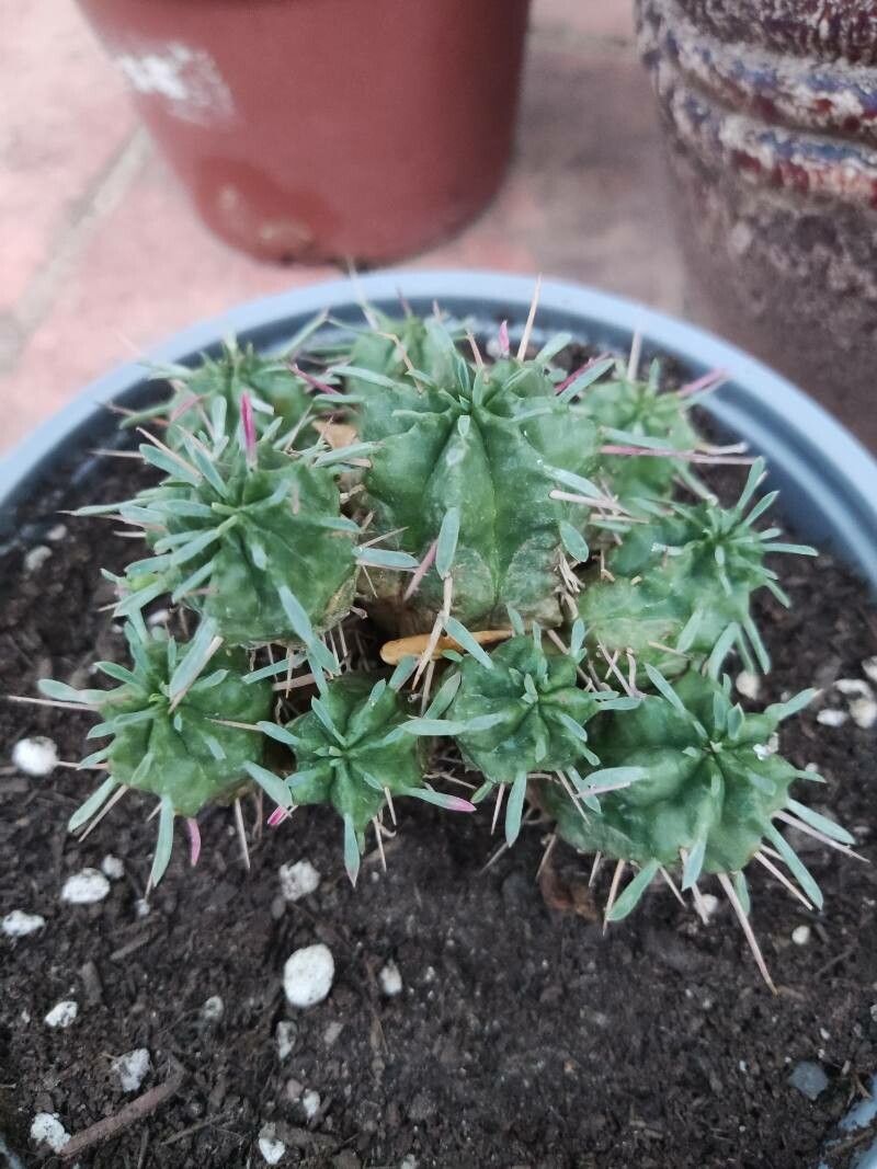 Euphorbia pulvinata leaf