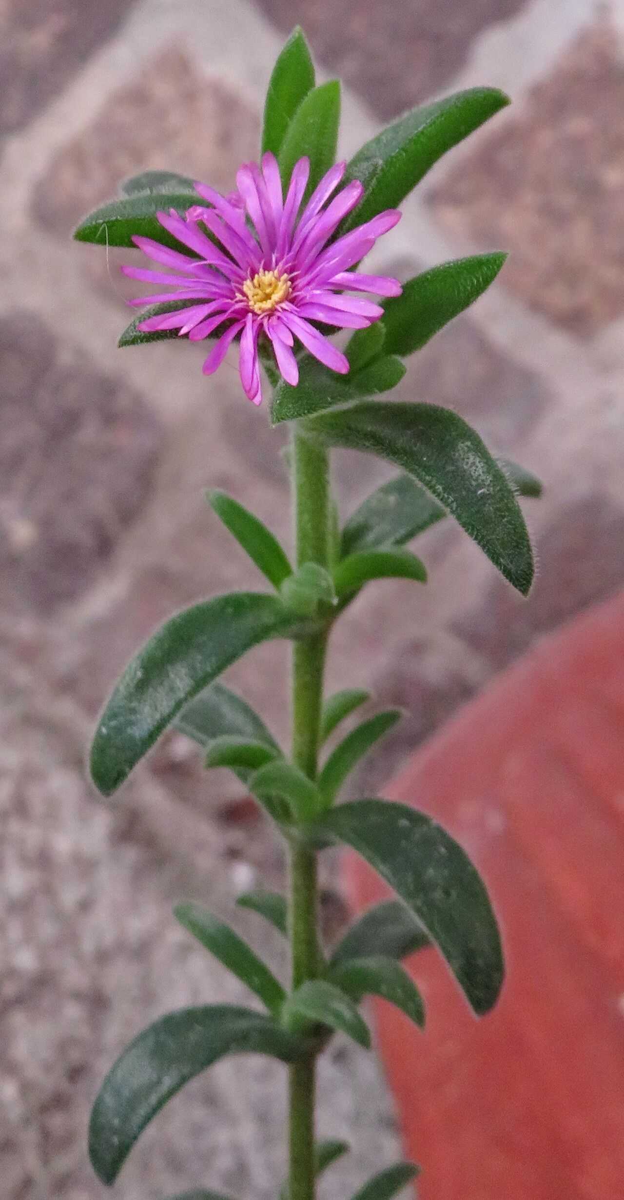 Delosperma ashtonii
