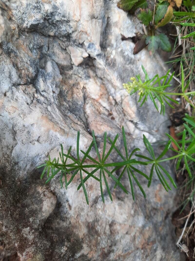 Galium crespianum — houseplant care guide