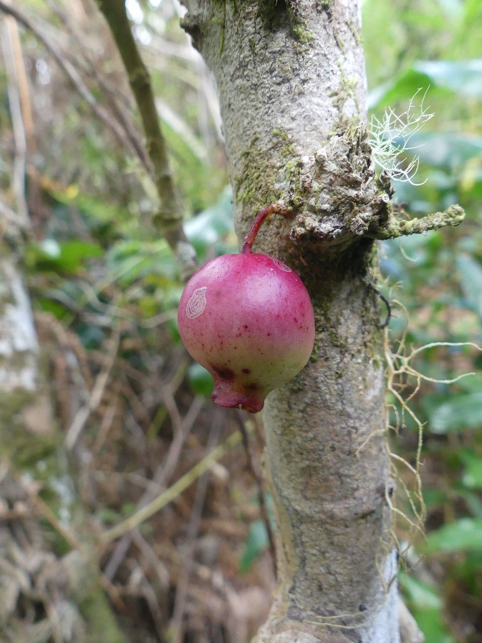 Syzygium cymosum fruit