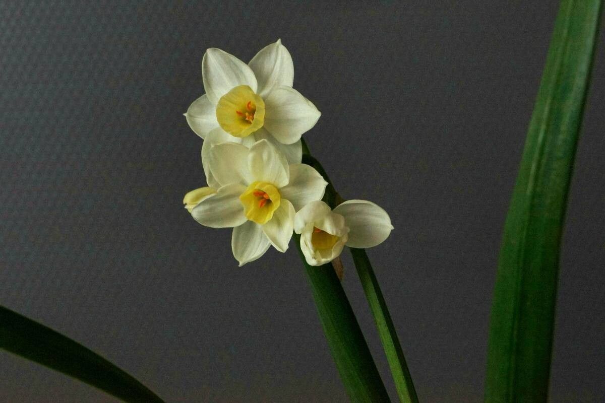 Narcissus × cardonae — search result for 'Narcissus'