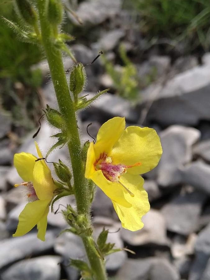 Verbascum anisophyllum flower