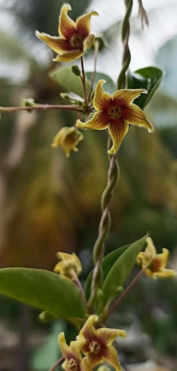 Vincetoxicum indicum flower
