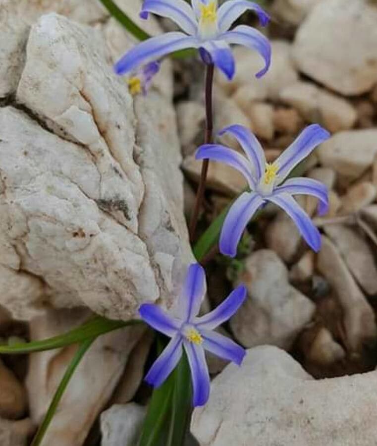 Scilla nana — search result for 'Scilla'