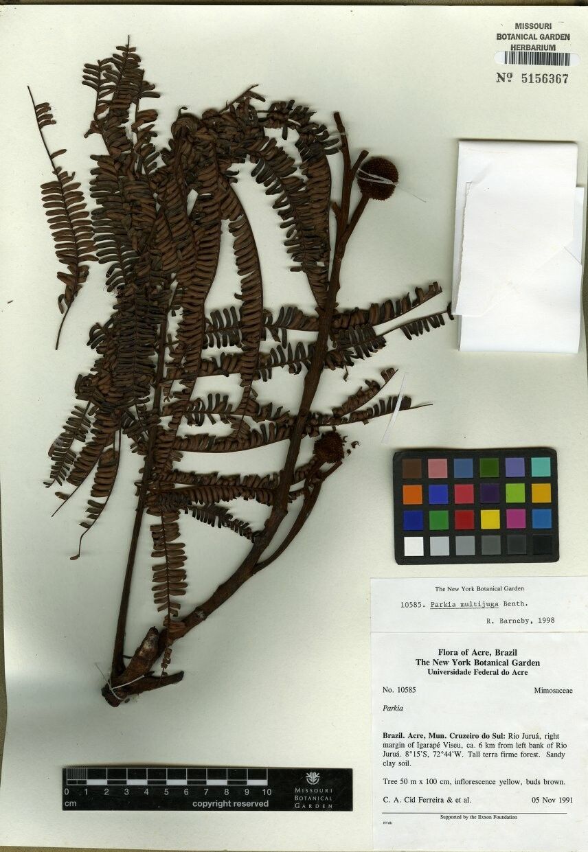Parkia multijuga other