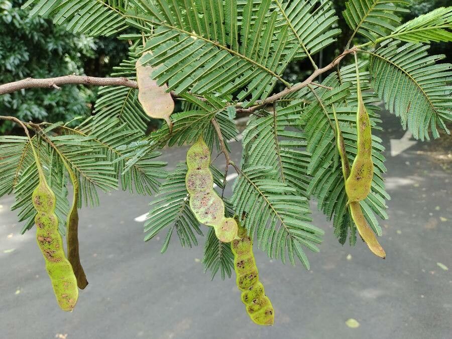 Anadenanthera colubrina fruit