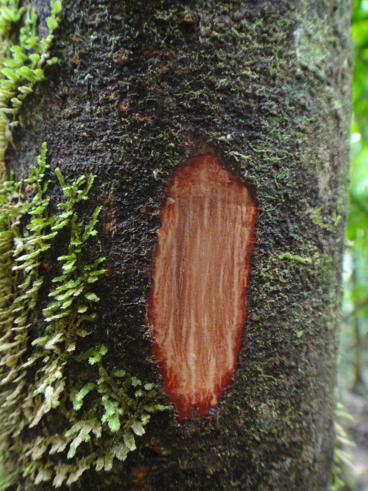 Bocquillonia phenacostigma bark