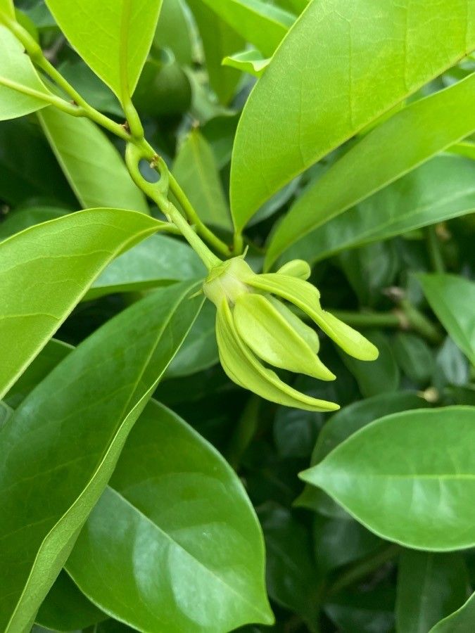 Artabotrys hexapetalus flower