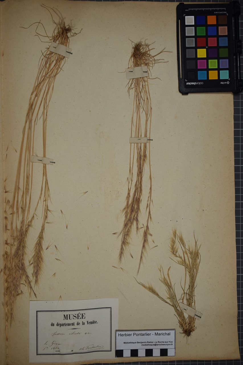 Festuca alopecuros other