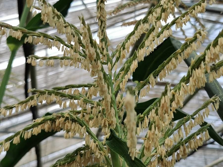 Oryza sativa flower