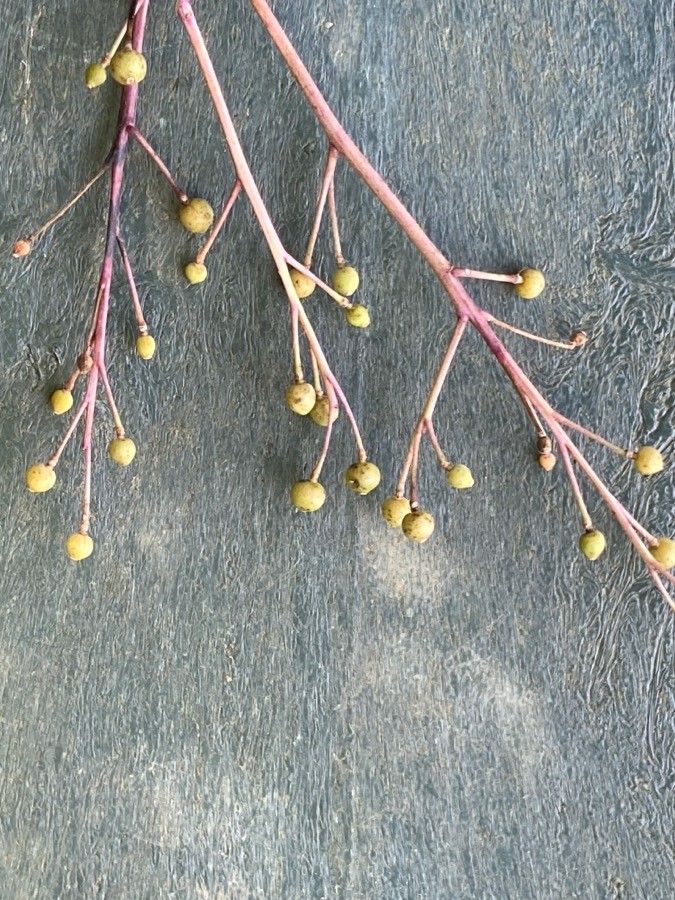 Crambe filiformis leaf