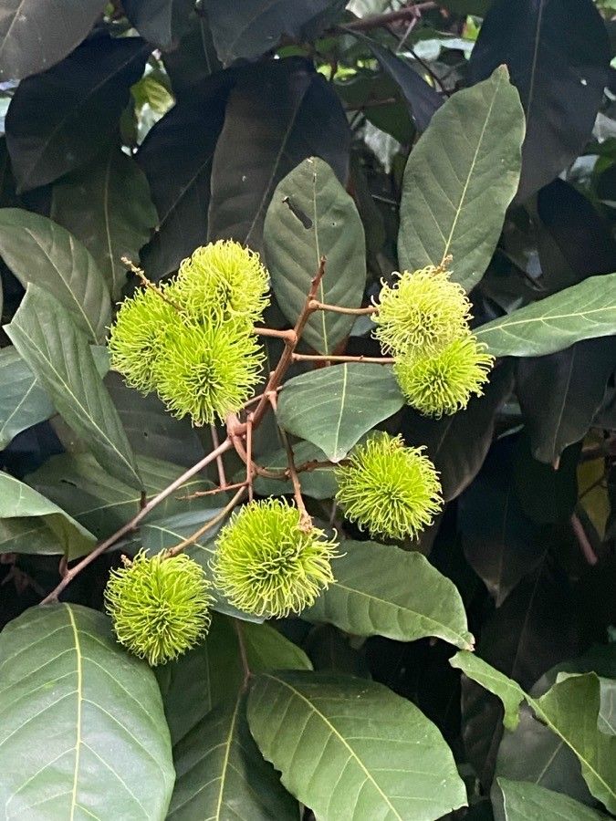 Nephelium lappaceum flower