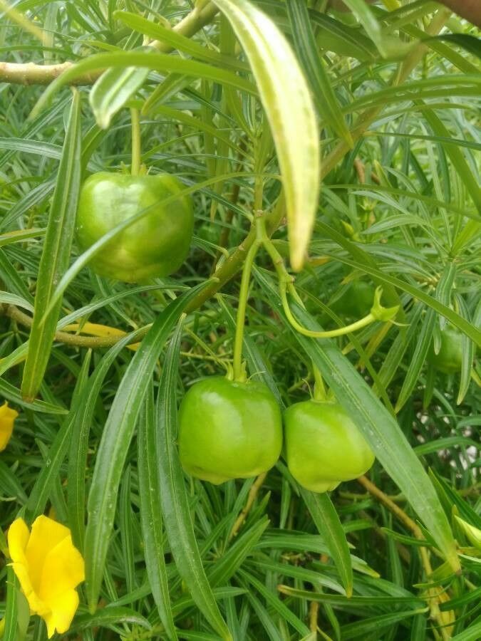 Thevetia peruviana fruit