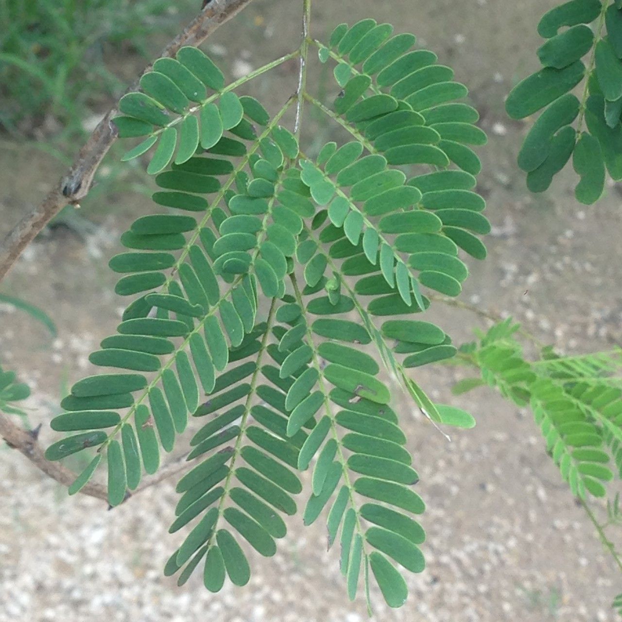 Acacia gaumeri — houseplant care guide