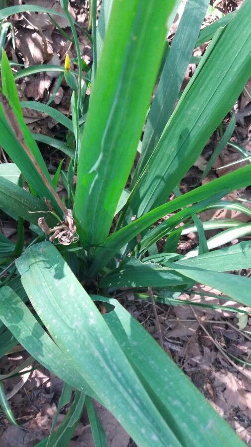 Trimezia martinicensis — search result for 'Iridaceae'