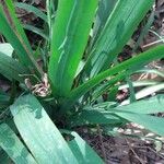 Trimezia martinicensis