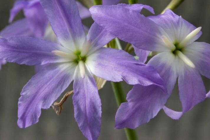 Leucocoryne coquimbensis — related species from the same genus