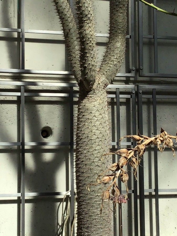 Pachypodium lealii bark