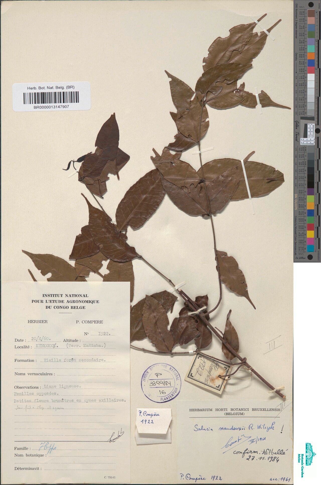 Salacia maudouxii — houseplant care guide