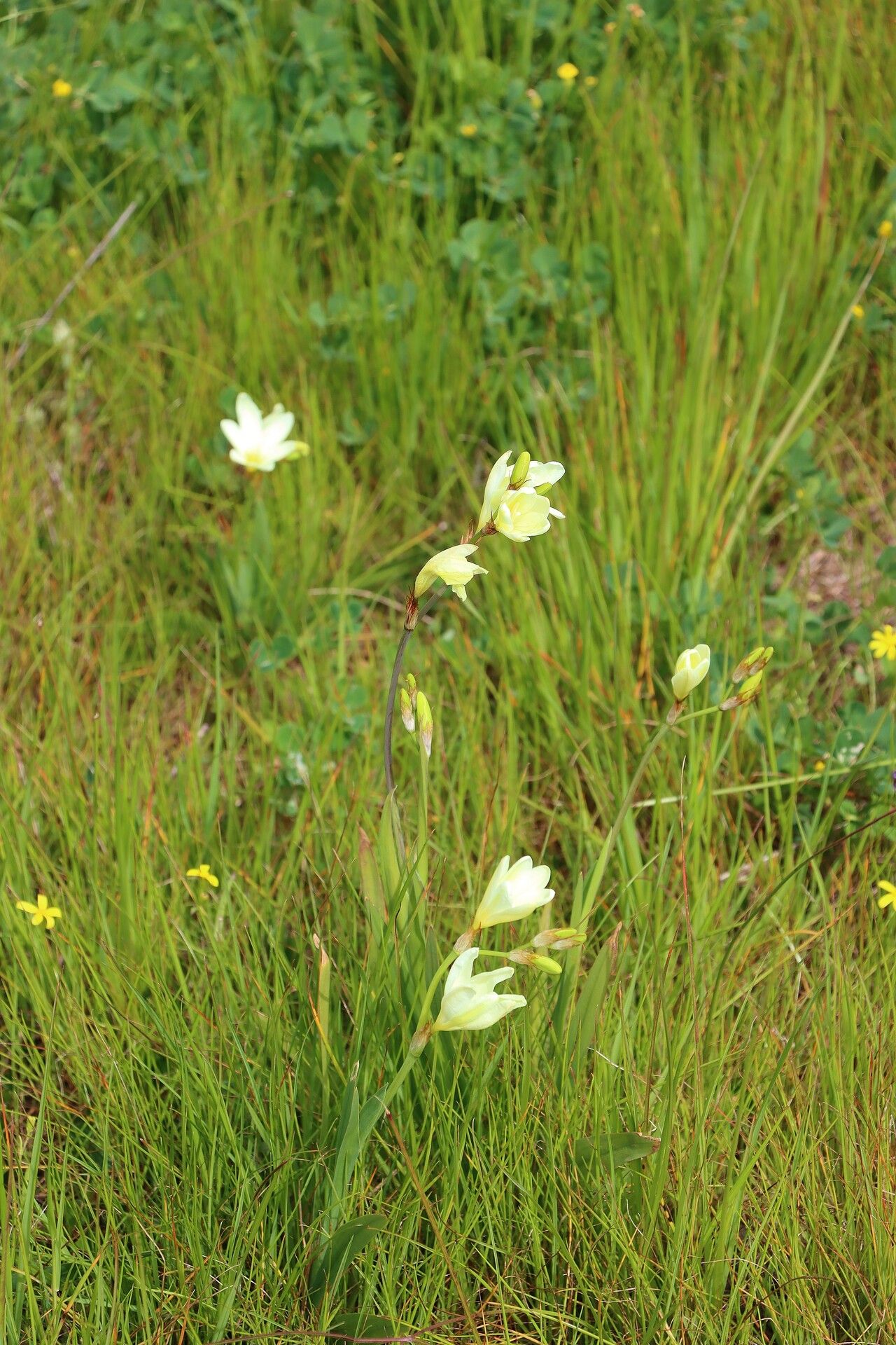 Sparaxis bulbifera habit