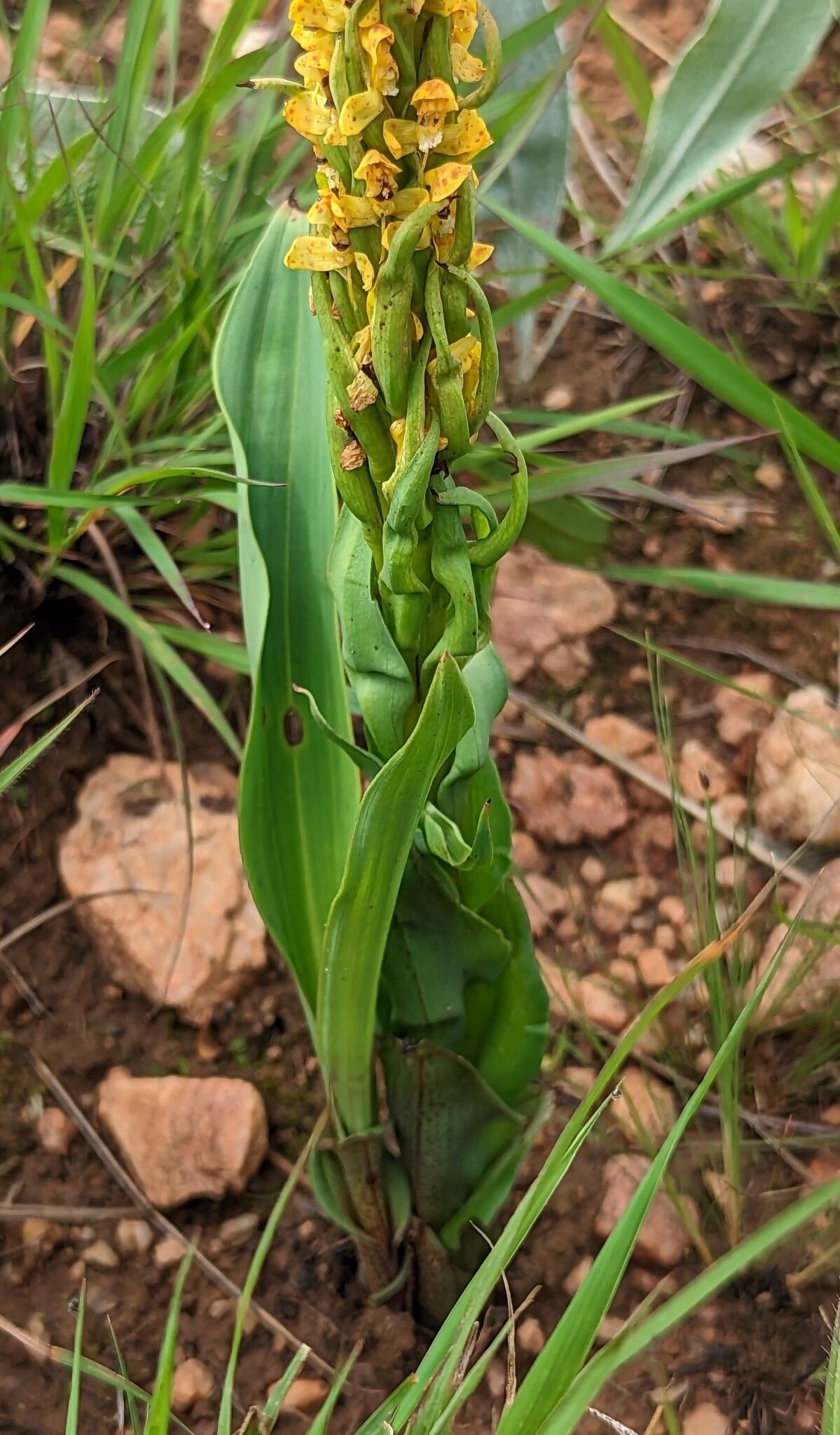 Disa ochrostachya — houseplant care guide