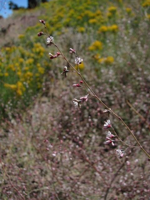 Eriogonum apiculatum — search result for 'Eriogonum'