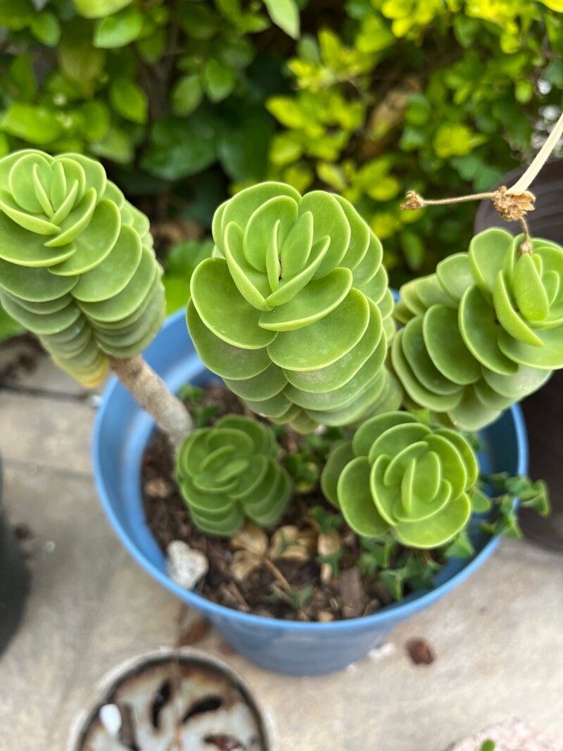 Portulaca molokiniensis flower