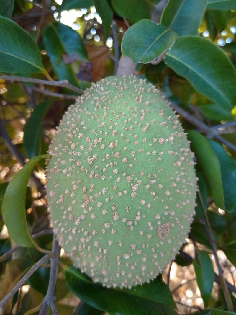 Landolphia myrtifolia fruit