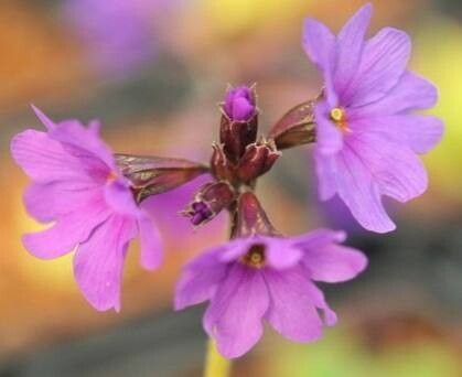 Primula amoena — houseplant care guide