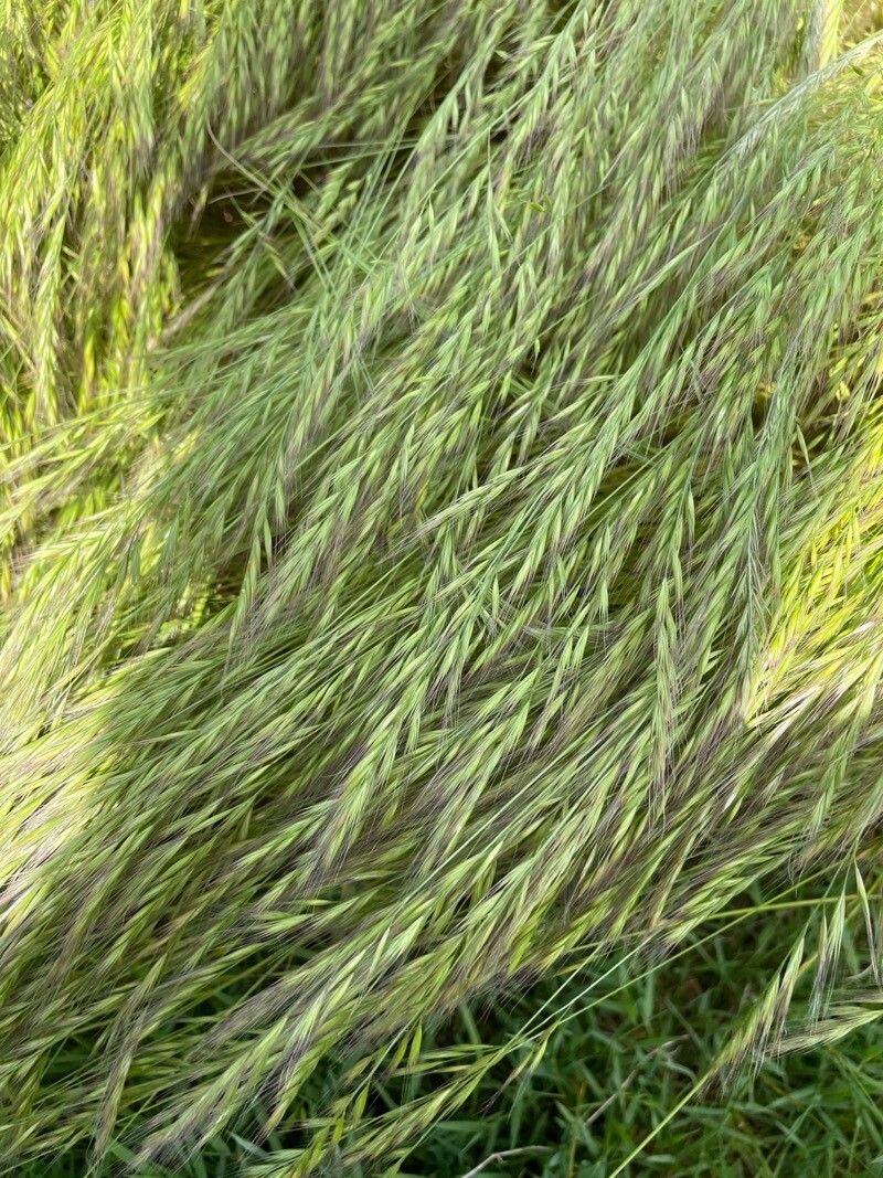 Vulpia ligustica — search result for 'Vulpia'