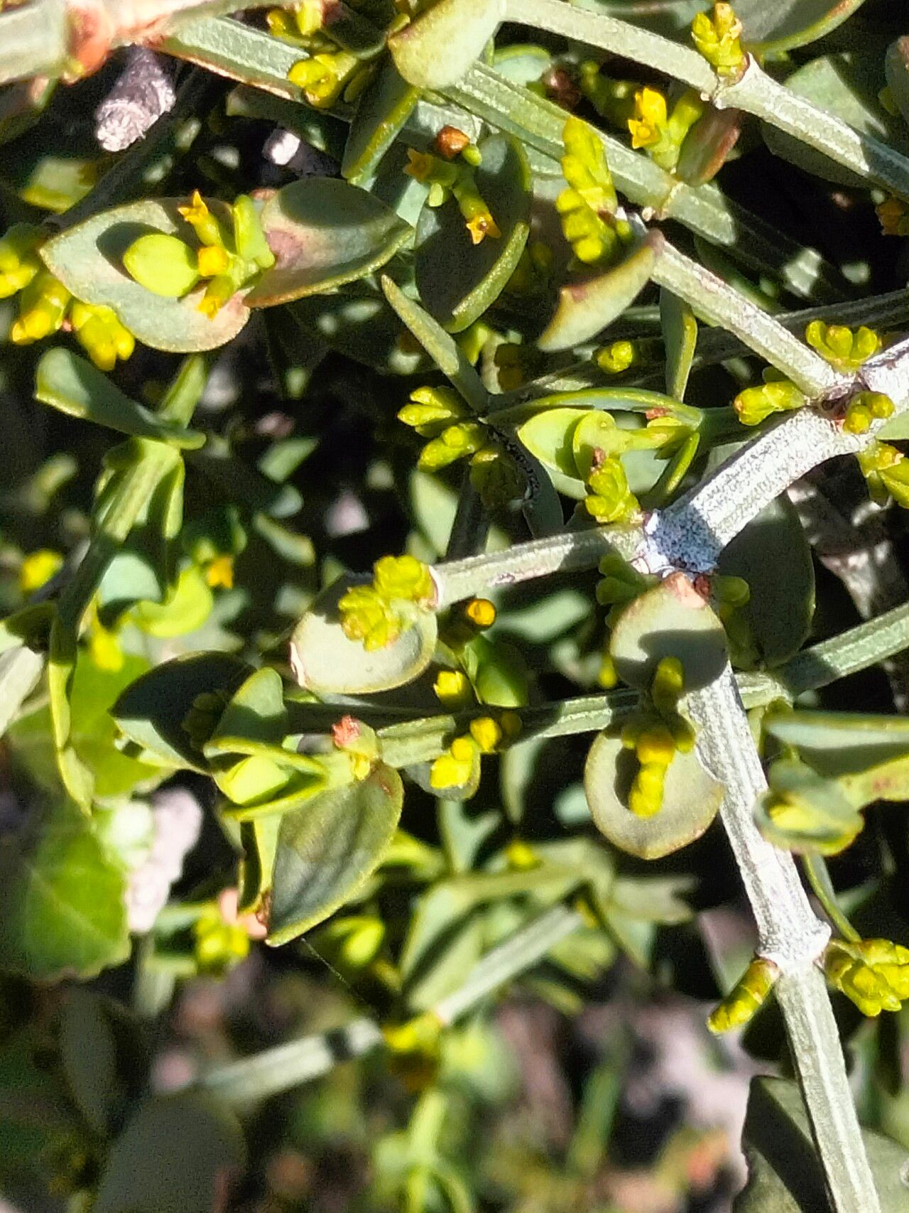 Viscum rotundifolium fruit