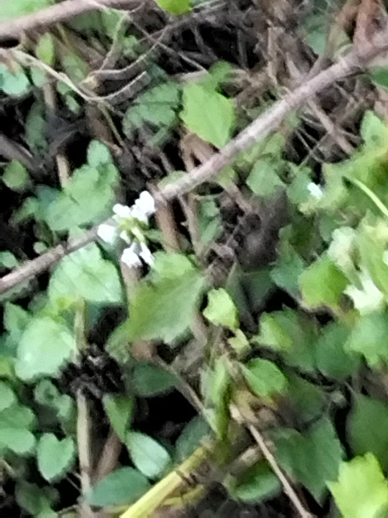 Stachys aethiopica habit