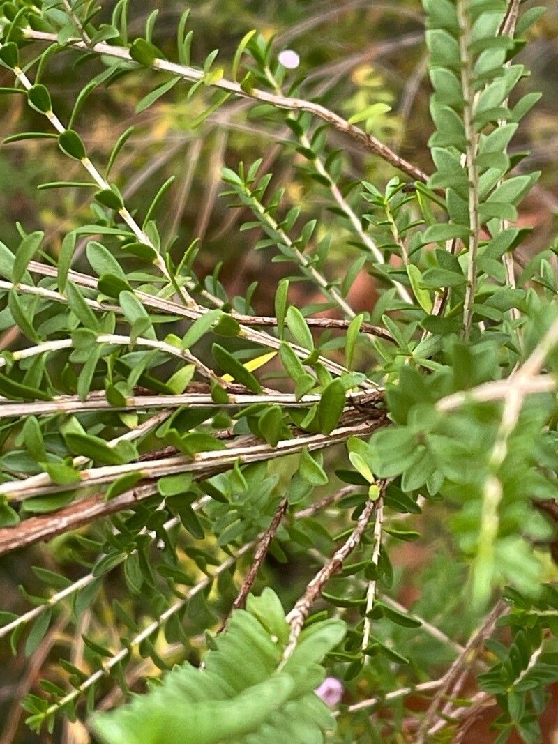 Thryptomene saxicola — related species from the same genus