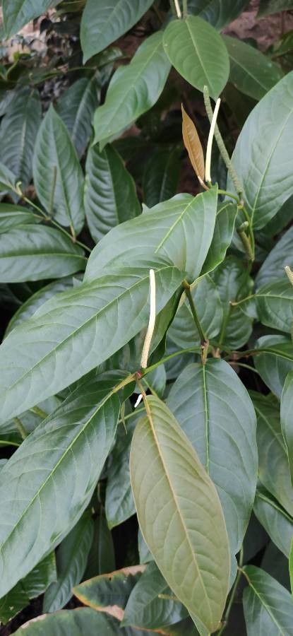 Piper arboreum — search result for 'Piper'