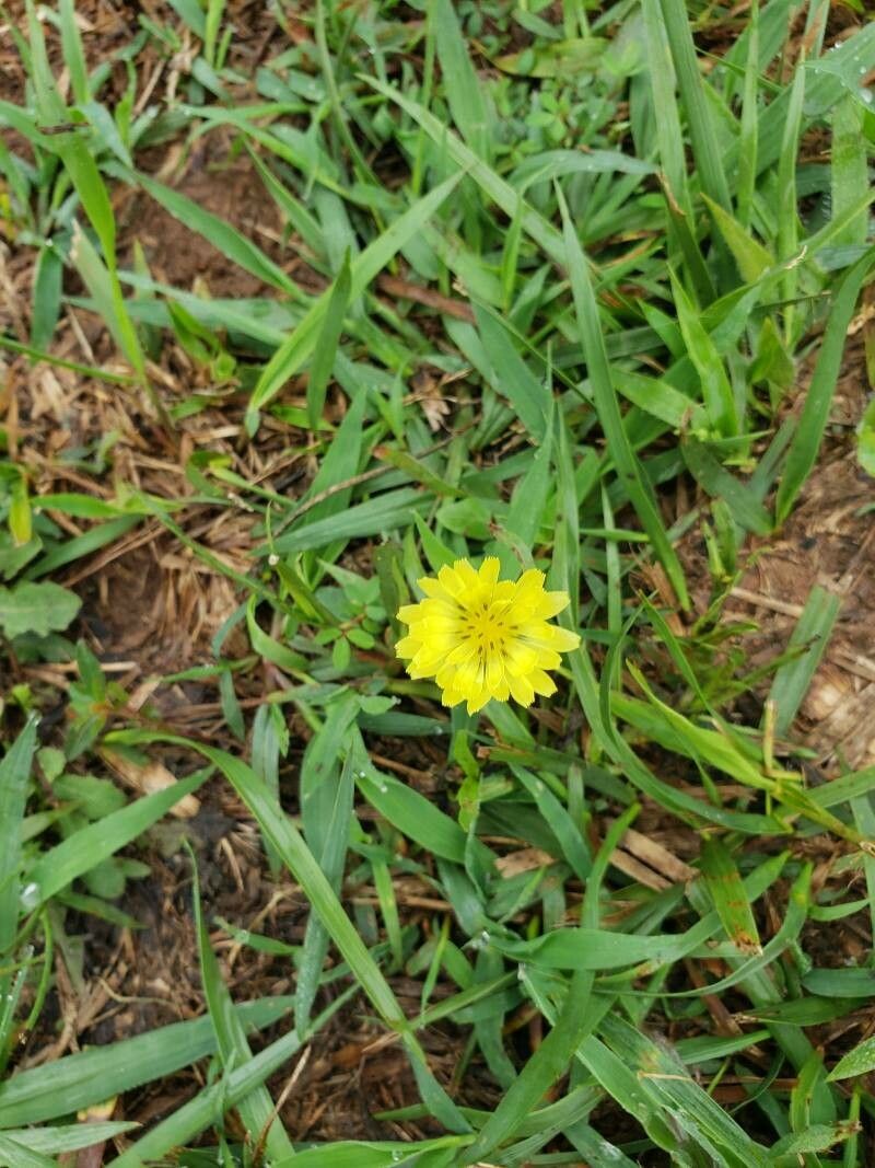 Pyrrhopappus carolinianus flower