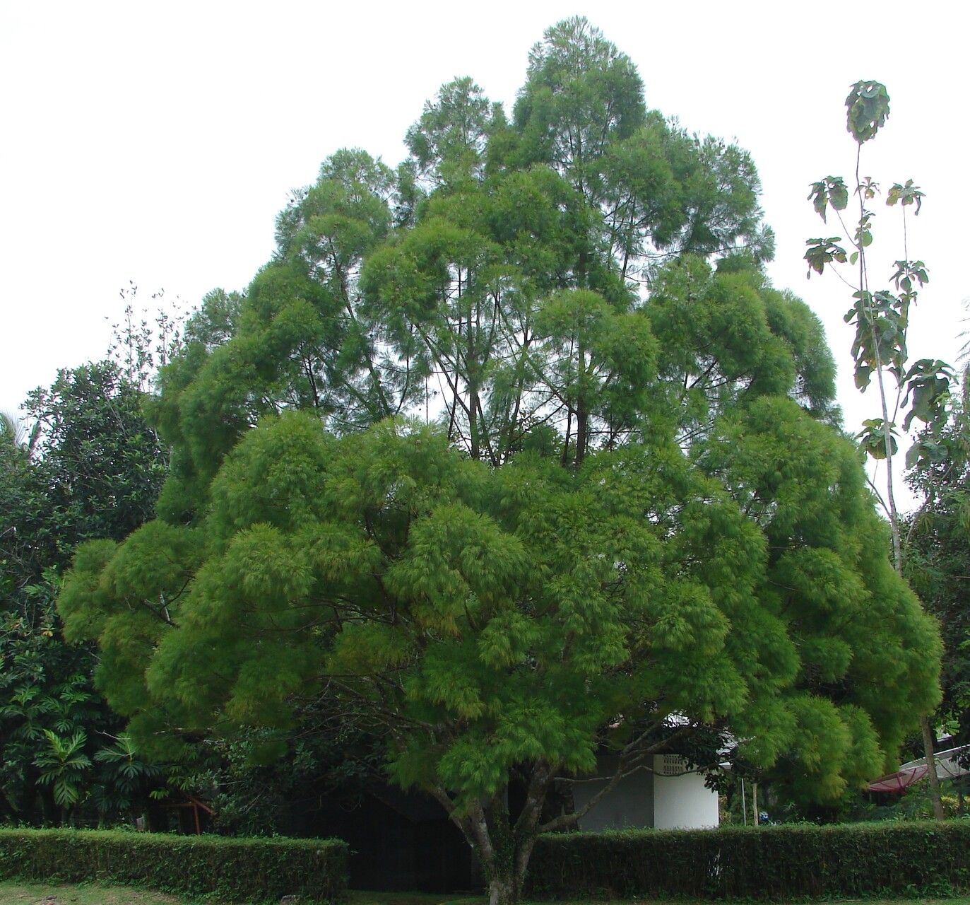 Gymnostoma sumatranum — search result for 'Casuarinaceae'