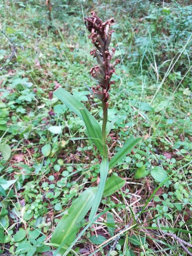 Anacamptis coriophora fruit