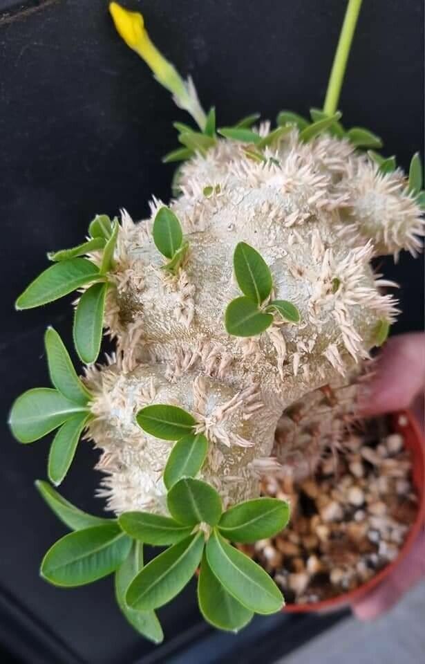 Pachypodium brevicaule — related species from the same genus