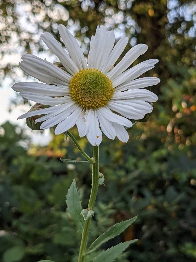 Leucanthemella serotina flower