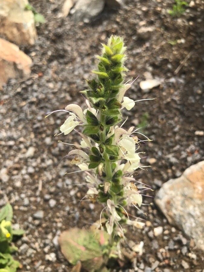 Salvia austriaca flower